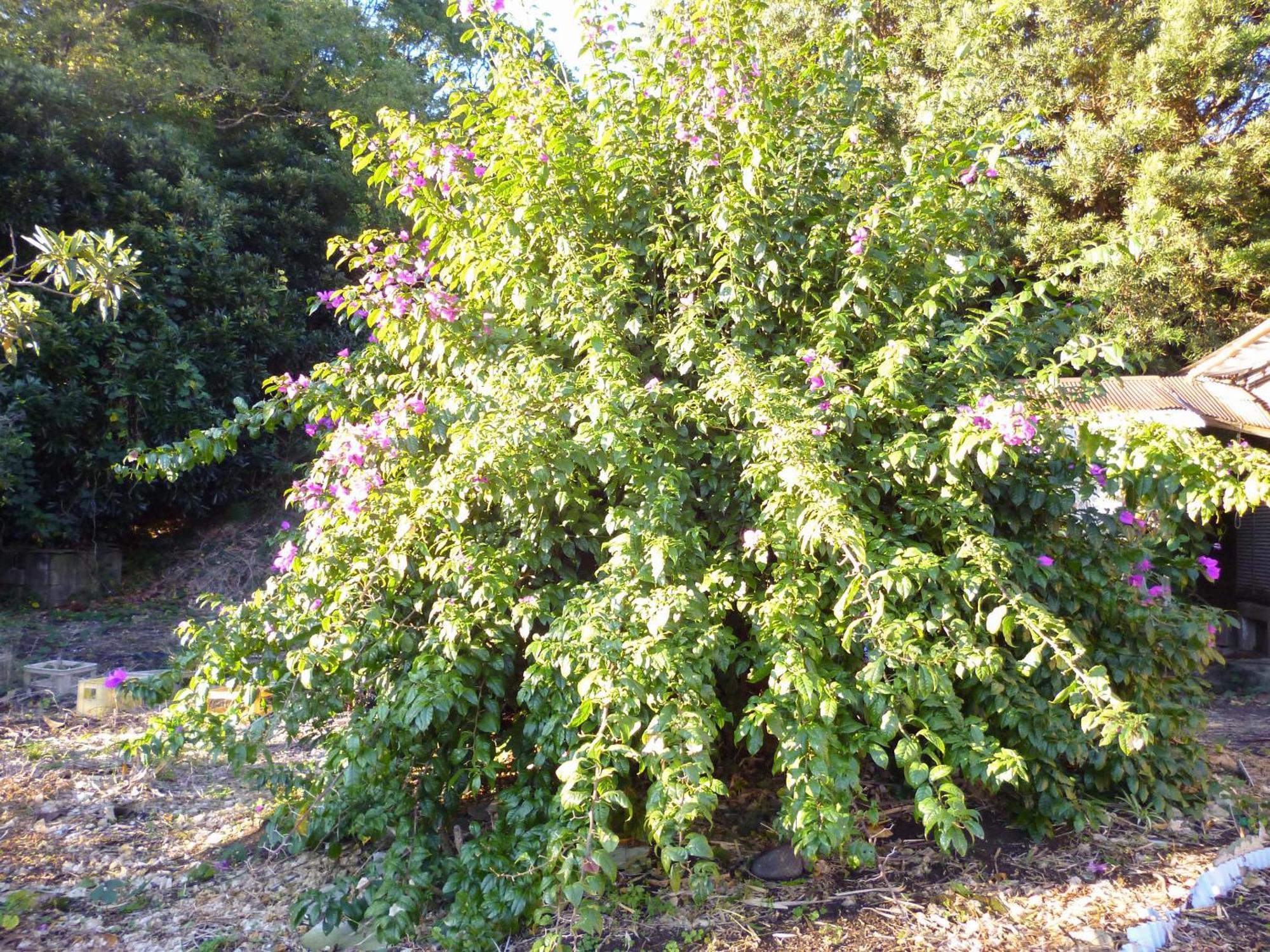 Pension Flora Tateyama  Zewnętrze zdjęcie